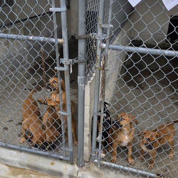 Paws Crossed - Pet Adoption Near Me - Elmsford, New York Paws Crossed - Pet Adoption Near Me - Elmsford, New York
