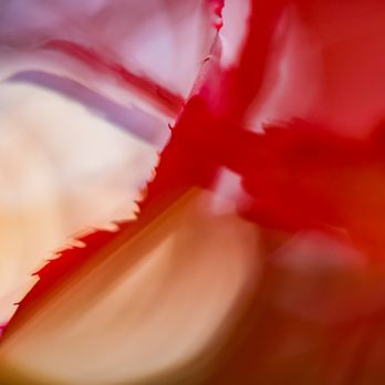 Squamish Photographers - Nature (macro) Photography Classes - Event Photography Near Me