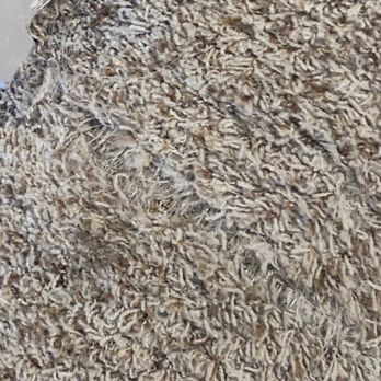 Ramblewood Apartments - Ripped dirty carpet. Before getting my dog I noticed fleas in this carpet. Now my dog has fleas - Apartments Near Me - Fremont, California Ramblewood Apartments - Ripped dirty carpet. Before getting my dog I noticed fleas in this carpet. Now my dog has fleas - Apartments Near Me - Fremont, California