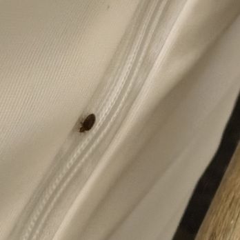 Emerald Isle Resort - Huge bed bugs!!! - Resorts Near Me - Pensacola Beach, Florida Emerald Isle Resort - Huge bed bugs!!! - Resorts Near Me - Pensacola Beach, Florida