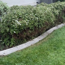 Damaged all these bushes and has them removed by another tree company. Damaged all these bushes and has them removed by another tree company.