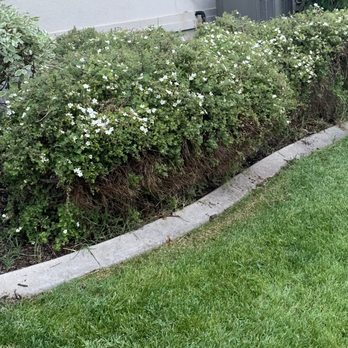 Diamond Tree Experts - Damaged all these bushes and has them removed by another tree company. - Tree Services Near Me - Salt Lake City, Utah Diamond Tree Experts - Damaged all these bushes and has them removed by another tree company. - Tree Services Near Me - Salt Lake City, Utah