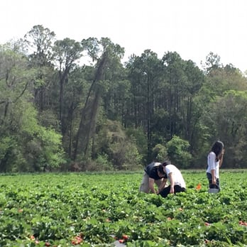 Brown's Farm - Teamwork in the fields - Fruits & Veggies Near Me - Hawthorne, Florida