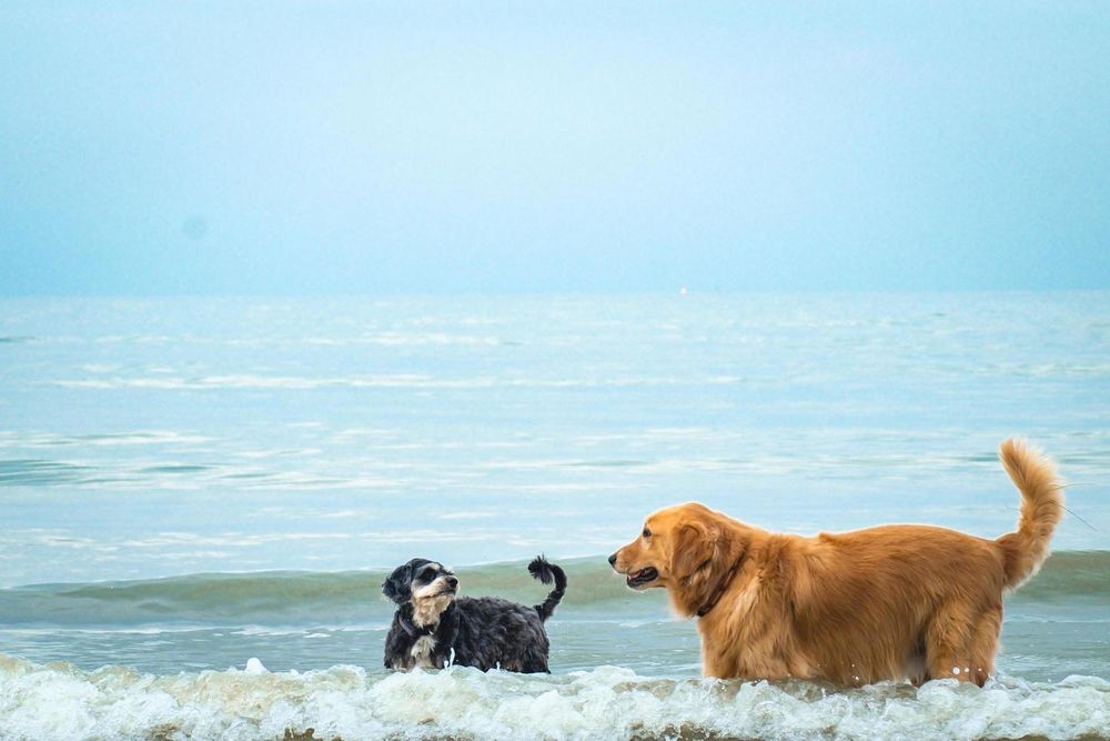 HomePets Image