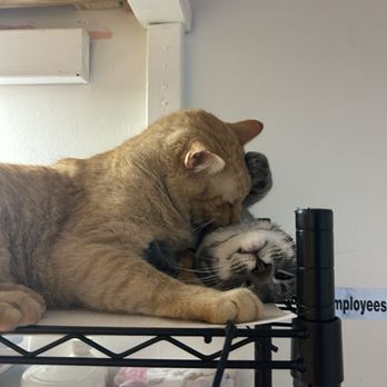 Beans Cat Cafe - Themed Cafes Near Me - Beacon, New York