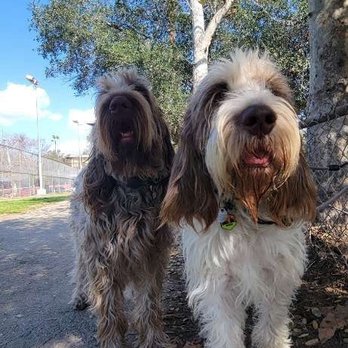 Yo Dog Walker - Dog Walkers Near Me Yo Dog Walker - Dog Walkers Near Me