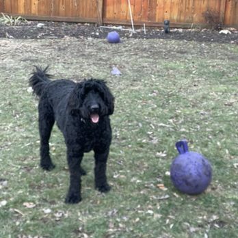 Dog Principal - Training Ramsey, a Labradoodle, for impulse control in Stafford, VA - Pet Training Near Me Dog Principal - Training Ramsey, a Labradoodle, for impulse control in Stafford, VA - Pet Training Near Me
