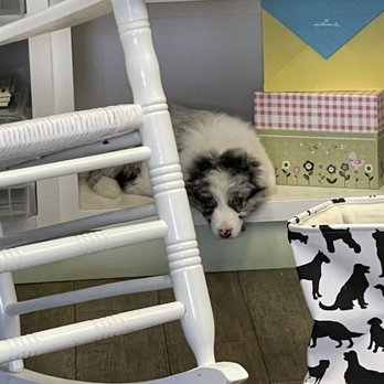 Team Reeves Ranch - Hiding in my office shelve. - Pet Breeders Near Me - Mariposa, California