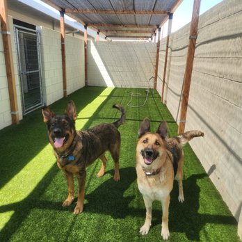 Petopia Pet Resort - Playtime daily photo - Pet Sitting Near Me - Orange, California Petopia Pet Resort - Playtime daily photo - Pet Sitting Near Me - Orange, California