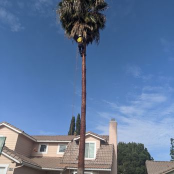 Ortega's Jr Tree Service - During the work. - Tree Services Near Me - Riverside , California