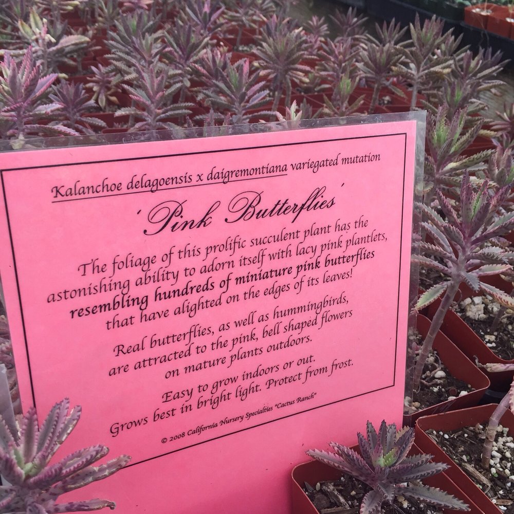 California Cactus Ranch - Nurseries & Gardening Near Me - Reseda, California California Cactus Ranch - Nurseries & Gardening Near Me - Reseda, California