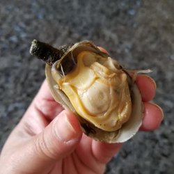 Twin Shellfish - Steamer - so ugly but so delicious!