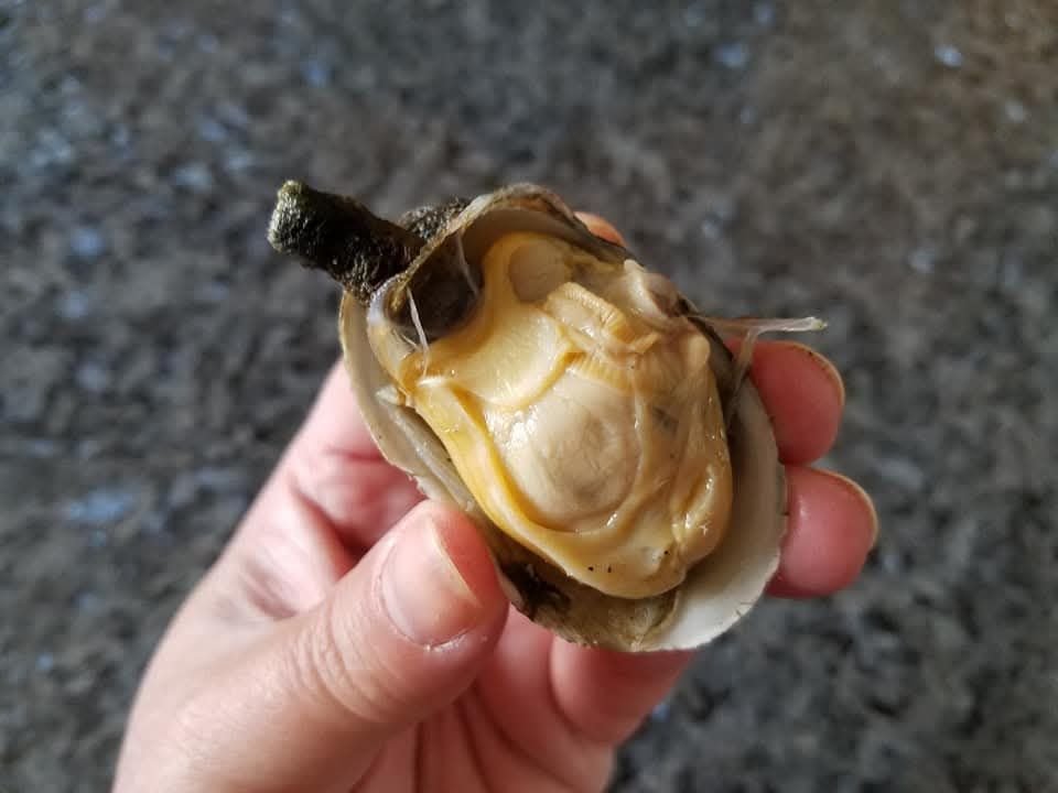 Twin Shellfish Logo