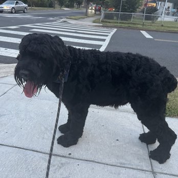 Doggy Style - The day before his groom - Pet Stores Near Me - Washington, DC, District of Columbia