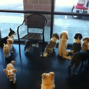 ComeSitStay Pet Boarding Grooming & Daycare - People watching - Pet Groomers Near Me - Omaha, Nebraska ComeSitStay Pet Boarding Grooming & Daycare - People watching - Pet Groomers Near Me - Omaha, Nebraska