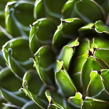 The Austin Lawn Service - a close up of a plant - Landscaping Near Me - Austin, Texas The Austin Lawn Service - a close up of a plant - Landscaping Near Me - Austin, Texas