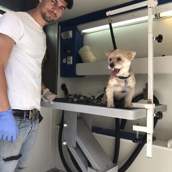 baby basset hounds for sale near me