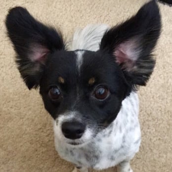 A Quality Grooming - Pet Groomers Near Me - Vallejo, California