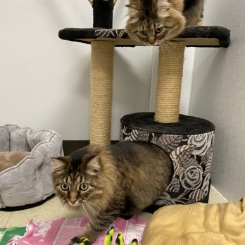 Lily's Play-N-Stay - We love our feline friends too! - Pet Boarding Near Me - Belton, Missouri Lily's Play-N-Stay - We love our feline friends too! - Pet Boarding Near Me - Belton, Missouri