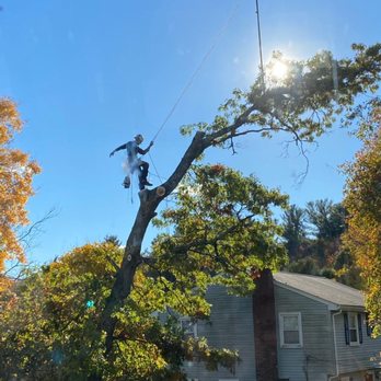 Smith Tree & Property services - Tree Services Near Me Smith Tree & Property services - Tree Services Near Me