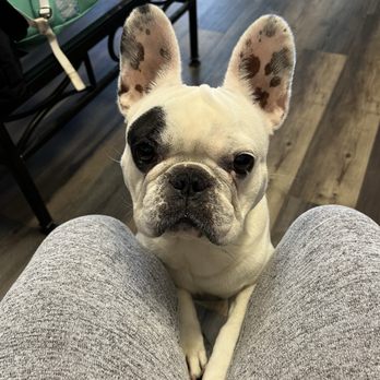 N Touch Detailing - Doggie wants my snack bar - Auto Detailing Near Me - Eugene, Oregon