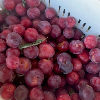 Burgess Orchards - Rees's Roots - Burgess Orchards Alpine Utah - Pick Your Own Farms Near Me - Alpine, Utah