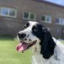 Hound Dog Pet Hotel - West