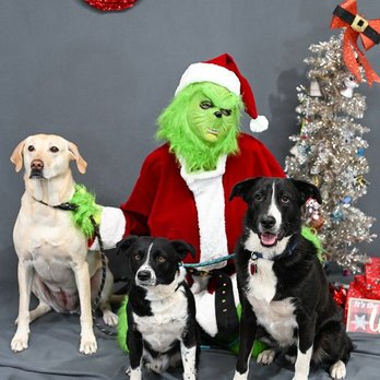 Caring Paws Doggie Day Care - My triple troubles holidays photo @ Caring Paws - Pet Sitting Near Me - Albuquerque, New Mexico Caring Paws Doggie Day Care - My triple troubles holidays photo @ Caring Paws - Pet Sitting Near Me - Albuquerque, New Mexico