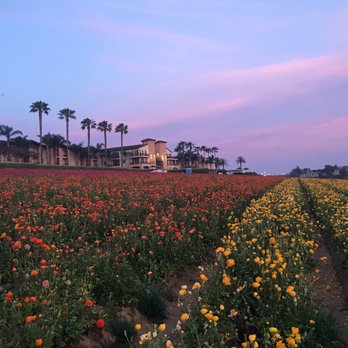 The Flower Fields - View at Night when Sunset Gos down - Venues & Event Spaces Near Me - Carlsbad, California The Flower Fields - View at Night when Sunset Gos down - Venues & Event Spaces Near Me - Carlsbad, California