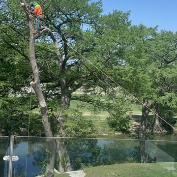 Texas Hill Country Trees - Final tree - Tree Services Near Me Texas Hill Country Trees - Final tree - Tree Services Near Me