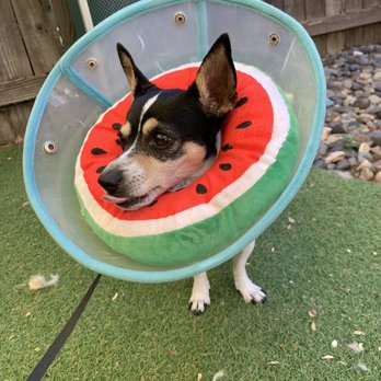 The Sunflower Pet Salon - Cushion and cone provided by the salon - Pet Groomers Near Me - Carmichael, California The Sunflower Pet Salon - Cushion and cone provided by the salon - Pet Groomers Near Me - Carmichael, California
