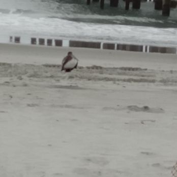 River City Cafe - Fat Pelican near shore - American Near Me - Myrtle Beach, South Carolina River City Cafe - Fat Pelican near shore - American Near Me - Myrtle Beach, South Carolina