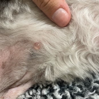 And Toto Too Grooming - the blister i referred to. - Pet Groomers Near Me - Tucson, Arizona