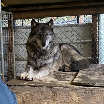Predators of The Heart - Wolf - Community Service/Non-Profit Near Me - Anacortes, Washington Predators of The Heart - Wolf - Community Service/Non-Profit Near Me - Anacortes, Washington