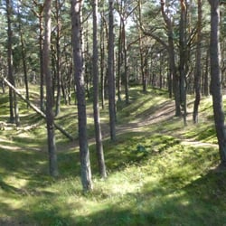 Schaabe - Der Wald hinter den Dünen - 2015