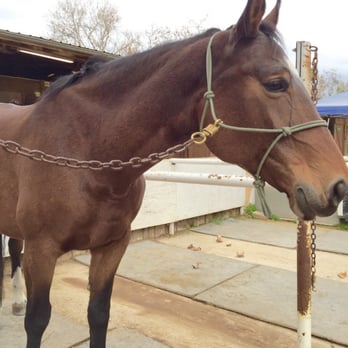 Zequestrian - Coco is a beautiful & gentle 14 year old horse! - Horseback Riding Near Me - San Juan Capistrano, California