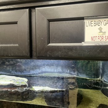 Sunoco - Baby Gators! - Gas Stations Near Me - Wildwood, Florida
