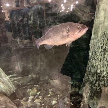 Cabela's - Outdoor Gear Near Me - Cheektowaga, New York