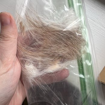 Gentle Vet Housecalls - I had ask Dr Beth for peanuts mohawk so I can turn it into some jewelry - Veterinarians Near Me Gentle Vet Housecalls - I had ask Dr Beth for peanuts mohawk so I can turn it into some jewelry - Veterinarians Near Me