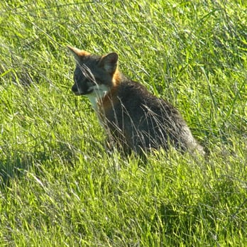 National Park Service - Island Fox - Parks Near Me - Ventura, California National Park Service - Island Fox - Parks Near Me - Ventura, California