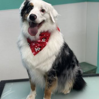 Epic Dog Academy - Pet Training Near Me - Temecula, California