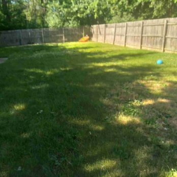 Conley Lawn Care - a dog playing with a frisbee - Lawn Services Near Me Conley Lawn Care - a dog playing with a frisbee - Lawn Services Near Me