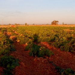 H&K Farms - 2016 Gibson Ranch Pumpkin Patch