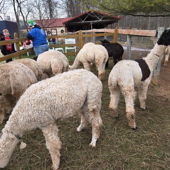 Arcona Alpacas - Ranches Near Me - Mechanicsburg, Pennsylvania Arcona Alpacas - Ranches Near Me - Mechanicsburg, Pennsylvania