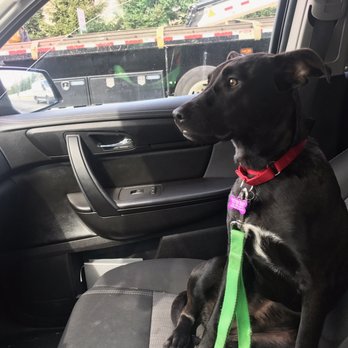 Ruff House Rescue - Pet Adoption Near Me