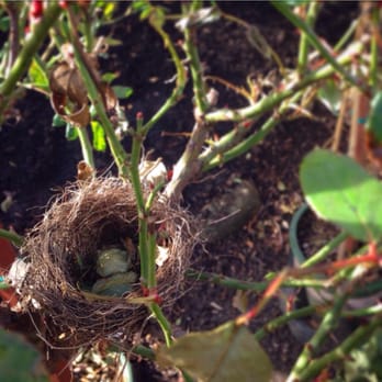 Vineyard Gardens Nursery - gone south for the winter, will reopen in March! - Nurseries & Gardening Near Me - West Tisbury, Massachusetts