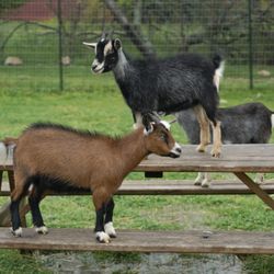 Nava Farms - Some of the famous Nava Farms goats