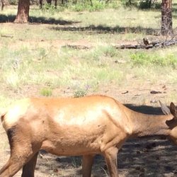 Ten-X Campground - A deer Grand Canyon forest!!!!!