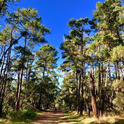 Lynn Rip Van Winkle Open Space