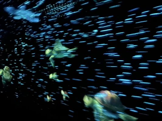 The Seas with Nemo & Friends by null